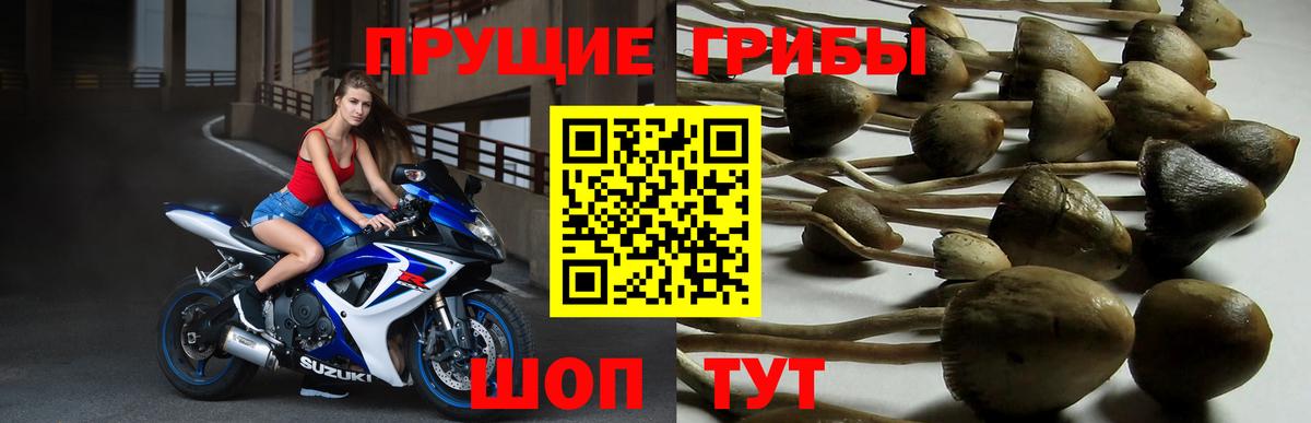 Новоалександровск  Галлюциногенные грибы Psilocybine cubensis  Вход с VPN  Псилоцибиновые грибы мухоморы 